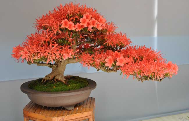 辦公室裝修風水之杜鵑花篇.jpg 辦公室裝修風水之杜鵑花篇.jpg