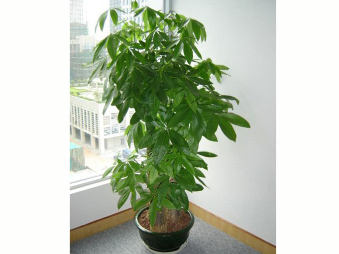 辦公室裝修風水之發財樹擺放位置.jpg 辦公室裝修風水之發財樹擺放位置.jpg