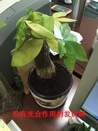 發財樹錯誤擺放示范.jpg 發財樹錯誤擺放示范.jpg