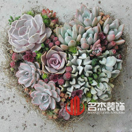 辦公室裝修風水之多肉植物.jpg 辦公室裝修風水之多肉植物.jpg