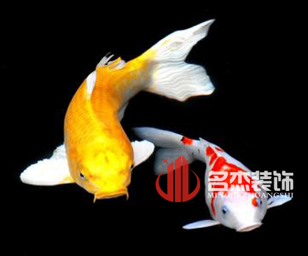 辦公室裝修風水之養殖金魚.jpg 辦公室裝修風水之養殖金魚.jpg