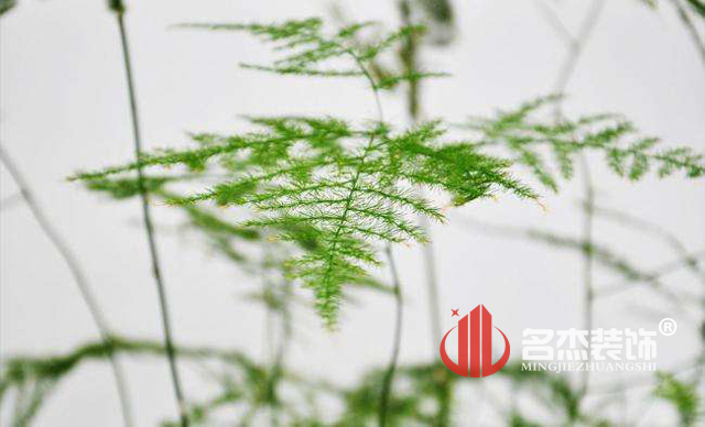 辦公室裝修風水之綠植.jpg 辦公室裝修風水之綠植.jpg