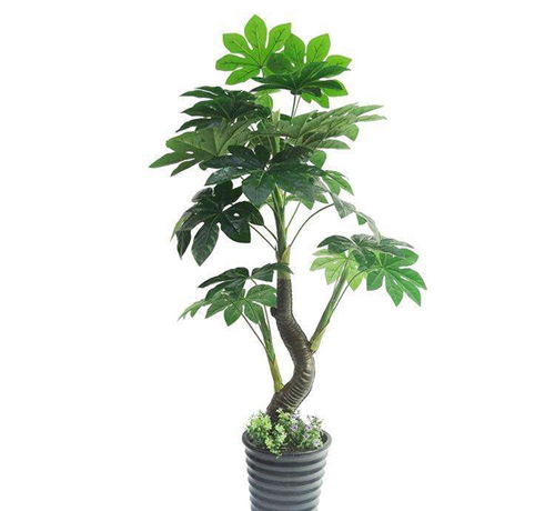 辦公室風(fēng)水招財(cái)樹(shù).jpg 辦公室風(fēng)水招財(cái)樹(shù).jpg