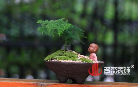 辦公室風水-文竹.jpg 辦公室風水-文竹.jpg