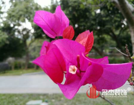 辦公室風水-勒杜鵑.jpg 辦公室風水-勒杜鵑.jpg