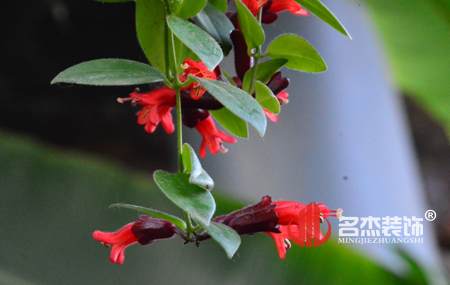 辦公室風水-口紅花.jpg 辦公室風水-口紅花.jpg