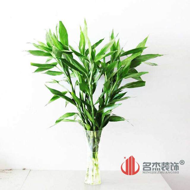 辦公室風(fēng)水--富貴竹.jpg 辦公室風(fēng)水--富貴竹.jpg